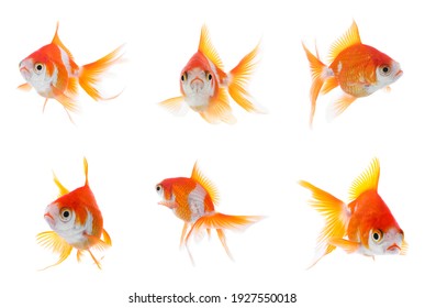 115 223件の 金魚 の画像 写真素材 ベクター画像 Shutterstock