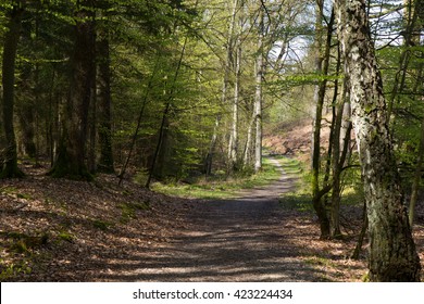 Beautiful Bright Spring Forest In Jutland, Denmark