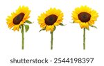 Beautiful bright sunflower isolated on white, collage