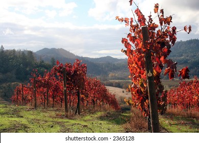 Beautiful, Bright, Sunny November Day In An Oregon Vineyard