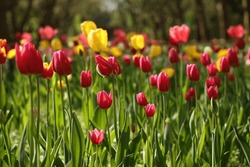 Schöne, Helle Tulpen, Die An Sonnsonnsonnigen Tagen Im Freien Wachsen