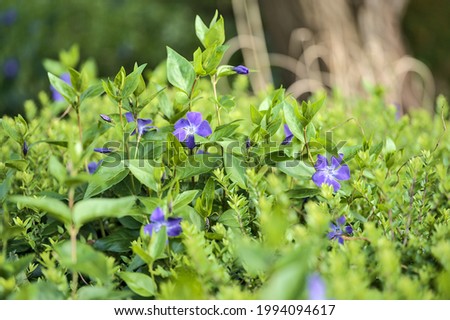 Beautiful bright view of blue common periwinkle (Vinca Apocynaceae) flowers used in chromo therapy to reduce anger and anxiety, Ballawley Park, Sandyford, Dublin, Ireland. High resolution