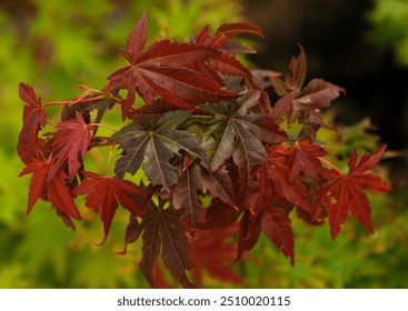 Beautiful bright warm red leaves of a Japanese Maple tree - Acer Palmatum Atropurpureum (Fireglow). Red leaves of Japanese Maple Tree, Abstract natural background. Minimal, stylish, trend concept.