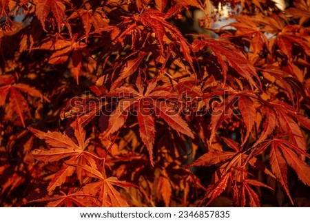 Beautiful bright warm red leaves of a Japanese Maple tree called 