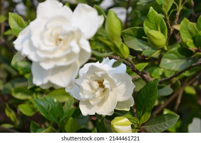 Beautiful Bright White Coloured Gardenia Flower On A Gardenia Shrub In A House Garden. Fresh Healthy And Fragrant Flower. With Beautiful Green Healthy Foliage. India Spring Summer Season.