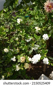 Beautiful Bright White Coloured Gardenia Flower On A Gardenia Shrub In A House Garden. Fresh Healthy And Fragrant Flower. With Beautiful Green Healthy Foliage. India Spring Summer Season.