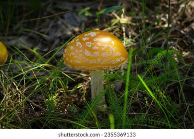 Beautiful bright yellow Amanita muscaria (Fly agaric) is growing among green leaves and grass in the forest floor.: stockfoto