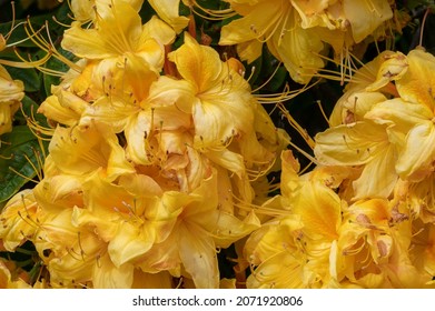 A Beautiful Bright Yellow Azalea