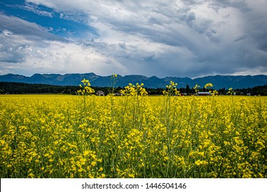 Beautiful Bright Yellow Canola Field in front of Rocky Mountains in Northwestern Montana on Summer Vacation - Powered by Shutterstock