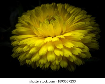 Beautiful bright yellow flower with black background