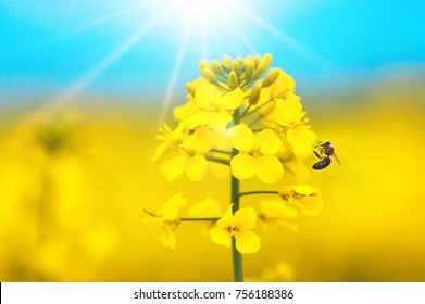 アブラナ の写真素材 画像 写真 Shutterstock