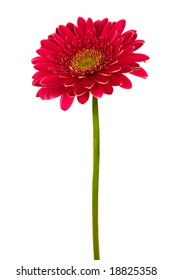 Beautiful Brightly Red Flower On A White Background