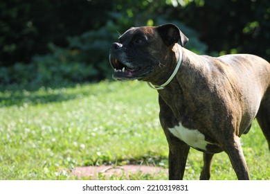 Beautiful Brindle Boxer Dog In Nature