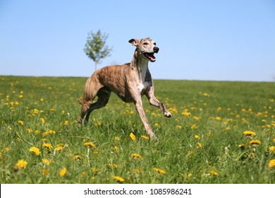 beautiful brindle whippet is running in the garden with dandelions
