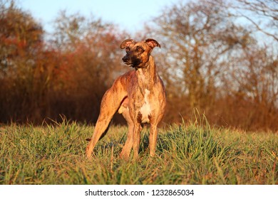 Blue Whippet Images Stock Photos Vectors Shutterstock