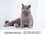 A beautiful British blue female cat with plush fur and bright orange eyes in a sitting position on a white monochrome background leaning on outstretched front paws and looking away isolated on a white