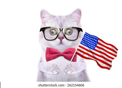 Beautiful British cat with the flag of America. Language School. Flags of the world. Flags of countries