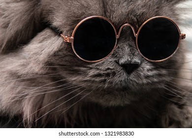 cat wearing round glasses