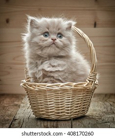beautiful british long hair kitten sitting in a basket
