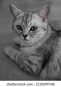 The Beautiful British Shorthair Cat Nala