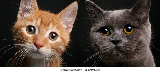 Funny Cat Faces High Res Stock Images Shutterstock