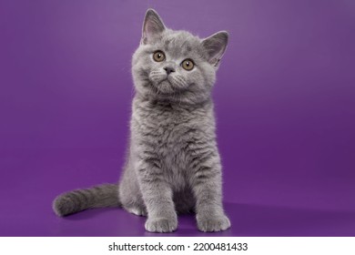 3,384 Lilac british cat Images, Stock Photos & Vectors | Shutterstock