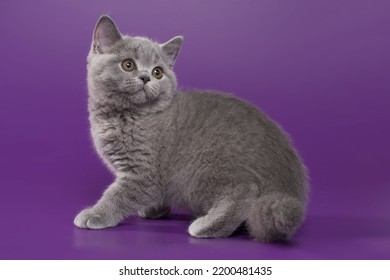 3,384 Lilac british cat Images, Stock Photos & Vectors | Shutterstock