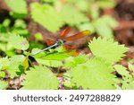 A beautiful Broad-winged damselfly, (Mnais costalis) flitting about in a fresh green forest.

Ome city, Tokyo. - June 2024

