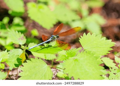 A beautiful Broad-winged damselfly, (Mnais costalis) flitting about in a fresh green forest.

Ome city, Tokyo. - June 2024

 - Powered by Shutterstock