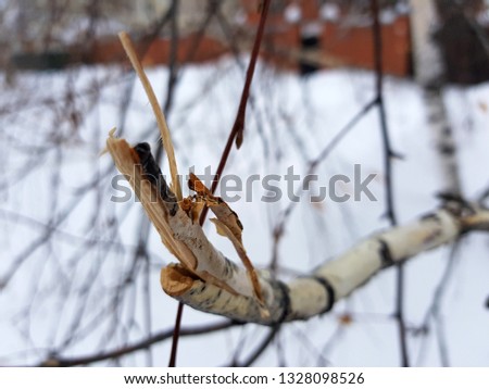 Similar – Image, Stock Photo touché Environment Nature