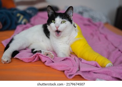 Beautiful Broken Leg Injury Cat Lying In Bed. Home Care Of Pet After Surgery. Looking Happy And Satisfied. 