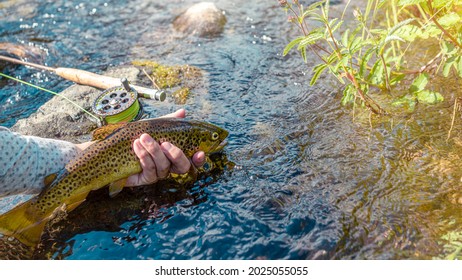 Beautiful brook trout caught during fly fishing.
