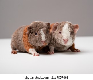 Beautiful brother and sister teddy guinea pigs