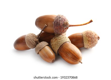 Beautiful brown acorns on white background. Oak nuts