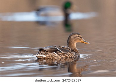 Beautiful brown adult female mallard duck swimming in the spring lake. Natural scenery with waterfowl birds in Latvia, Northern Europe.