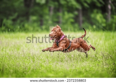 Beautiful Brown American Pit Bull Terrier dog running on the field.