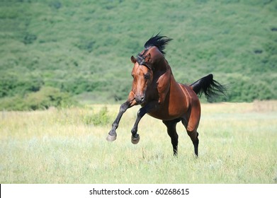 horses playing