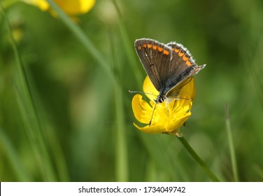 meadow buttercup images stock photos vectors shutterstock