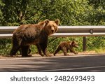 Beautiful Brown bear - Ursus arctos with her cubs seen on the Transfagarasan mountain road in the Carpathian Mountains, Romania.