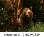 Beautiful Brown bear - Ursus arctos with her cubs seen on the Transfagarasan mountain road in the Carpathian Mountains, Romania.