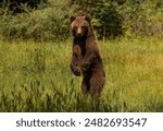 Beautiful Brown bear - Ursus arctos with her cubs seen on the Transfagarasan mountain road in the Carpathian Mountains, Romania.