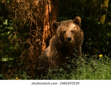 Beautiful Brown bear - Ursus arctos with her cubs seen on the Transfagarasan mountain road in the Carpathian Mountains, Romania.