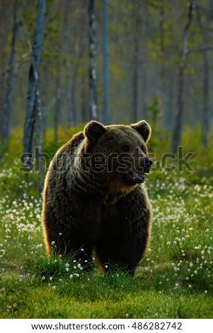 Similar – Brown Bear Adventure