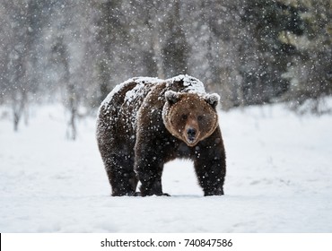 Beautiful Brown Bear Walking In The Snow In Finland While Descending A Heavy Snowfall