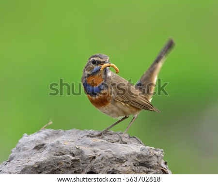 Beautiful brown bird with orange and blue colors on chest standing on rock carrying worm meal and wagged tail over bur green backgroundl, Blue throat (Luscinia svecica)