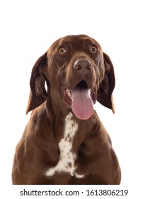 Beautiful Brown Braco German Shorthair isolated on a white background - Shutterstock ID 1613806219