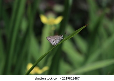 Beautiful Brown Butterfly Standing On A Tall Green Plant