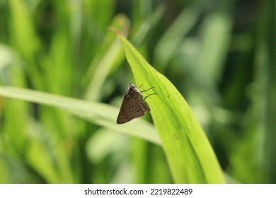 Beautiful Brown Butterfly Standing On A Tall Green Plant