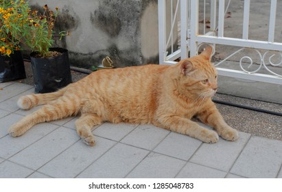 Beautiful brown cat looking and sleep on floor - Shutterstock ID 1285048783
