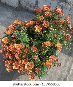 Beautiful Brown Chrysanthemum Flower Pt Full Of Flowers